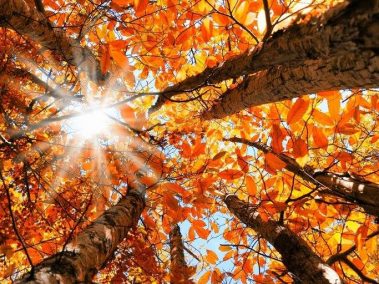 Autumn leaves tree care ni