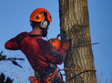 tree care ni