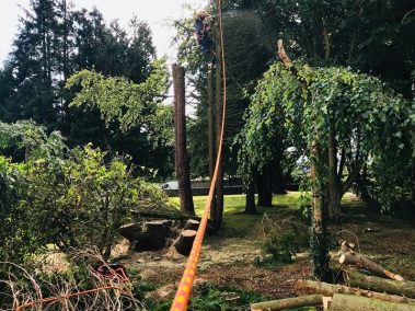 tree care ni tree removal